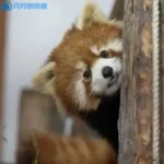 憨憨一个哇-VAM®克苏恩资源社区