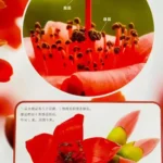 howks-VAM®克苏恩资源社区